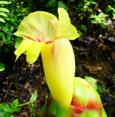 Costus sepacuitensis