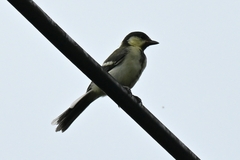 Parus minor