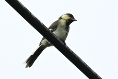 Parus minor