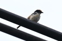 Aegithalos concinnus