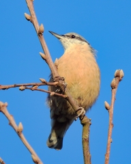 Sitta europaea