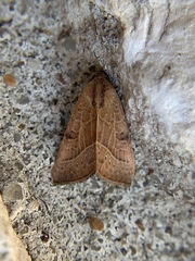 Galgula