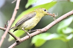 Aethopyga christinae