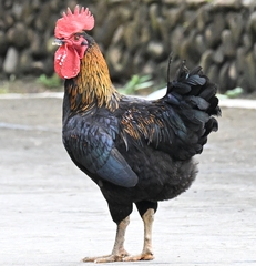 Gallus gallus domesticus
