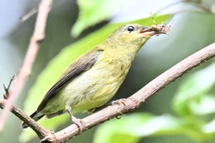 Aethopyga christinae