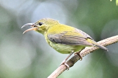 Aethopyga christinae