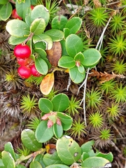 Vaccinium vitis-idaea