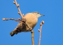 Sitta europaea