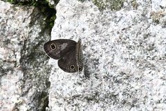 Ypthima baldus