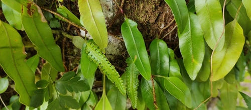 Davallia heterophylla, photograph 3