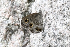 Ypthima baldus