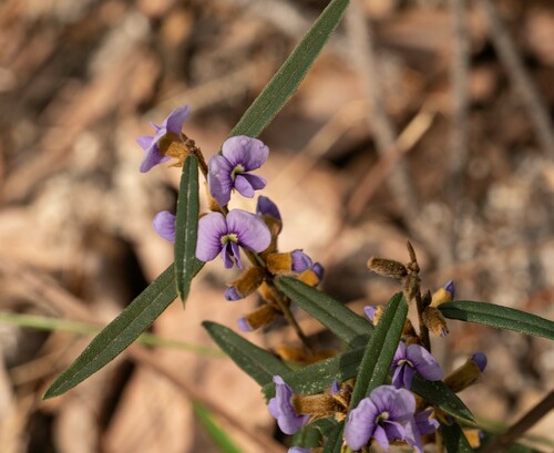 Hovea heterophylla, photograph 4
