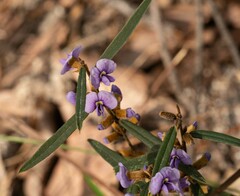Paul Whitington, CC BY, iNaturalist via GBIF Hovea heterophylla, photograph Paul Whitington, CC BY, iNaturalist via GBIF