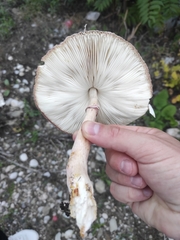 Leucoagaricus badhamii