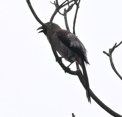 Dendrocitta formosae