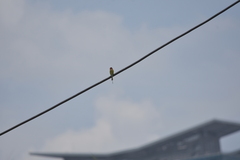 Merops orientalis ferrugeiceps