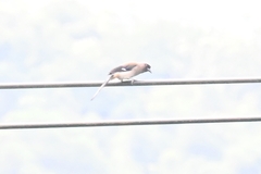 Dendrocitta formosae