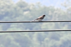 Dendrocitta formosae