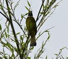 Spizixos semitorques