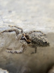 Platycryptus undatus