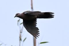 Streptopelia chinensis