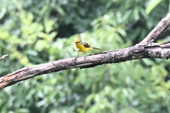 Pericrocotus speciosus