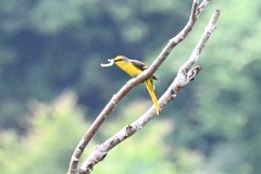 Pericrocotus speciosus