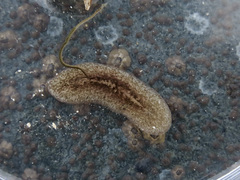 Platyhelminthes