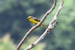 Pericrocotus speciosus