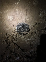 Crotalus oreganus helleri