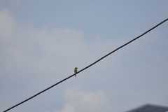 Merops orientalis ferrugeiceps