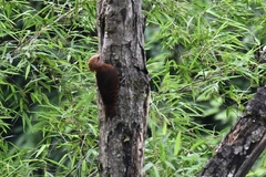 Micropternus brachyurus