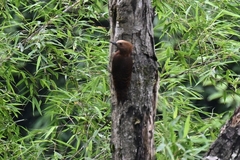 Micropternus brachyurus