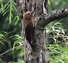 Micropternus brachyurus