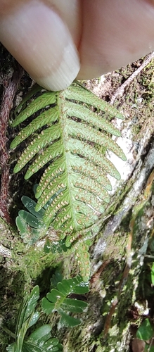 Image of Davallia pectinata by no rights reserved