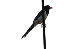 Urocissa erythroryncha