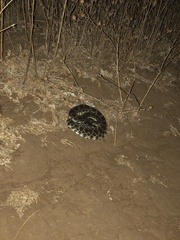 Crotalus oreganus helleri