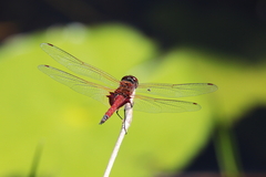 Tramea loewii