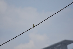 Merops orientalis ferrugeiceps