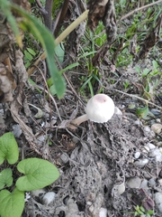 Leucoagaricus badhamii