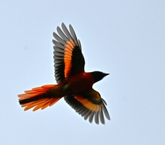 Pericrocotus speciosus