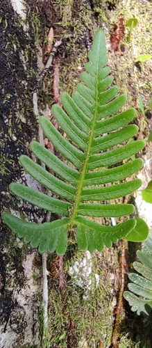 Image of Davallia pectinata by no rights reserved