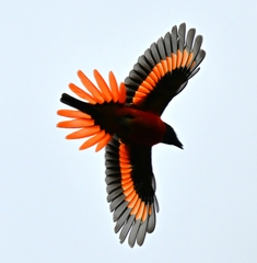 Pericrocotus speciosus