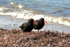 Haematopus fuliginosus