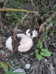 Leucoagaricus badhamii