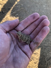 Phrynosoma blainvillii