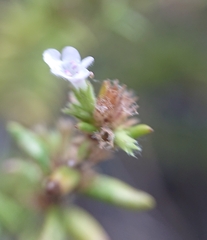 Micromeria herpyllomorpha