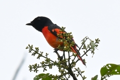Pericrocotus speciosus