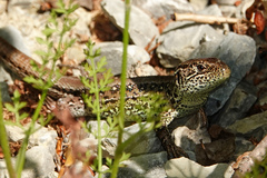 Lacerta agilis