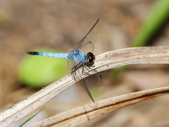 Brachydiplax denticauda